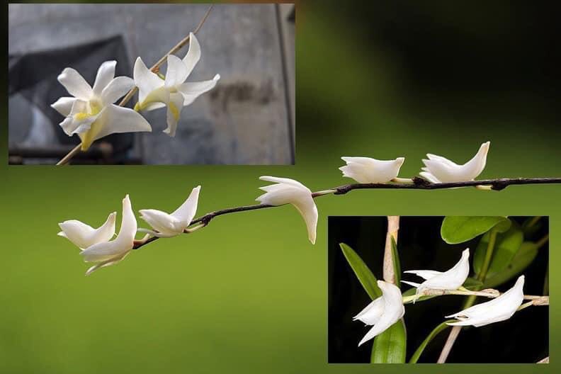 Hoa lan bạch câu rất thơm