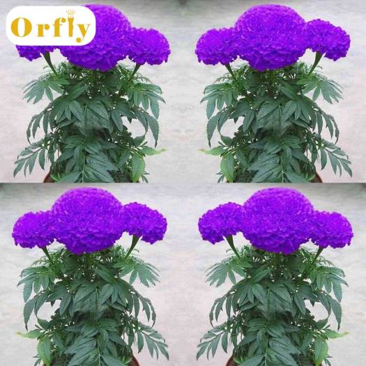 Một túi 100 hạt cúc vạn thọ màu tím trồng trong trang trại