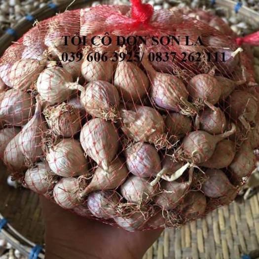 Tỏi Cô Đơn Phù Yên Sơn La