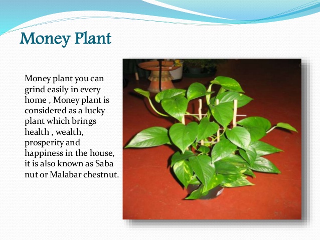 Use of deals money plant