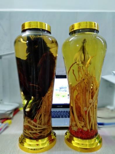 Bìm bịp ngâm rượu bình 7L, (cam kết nguyên cốt)