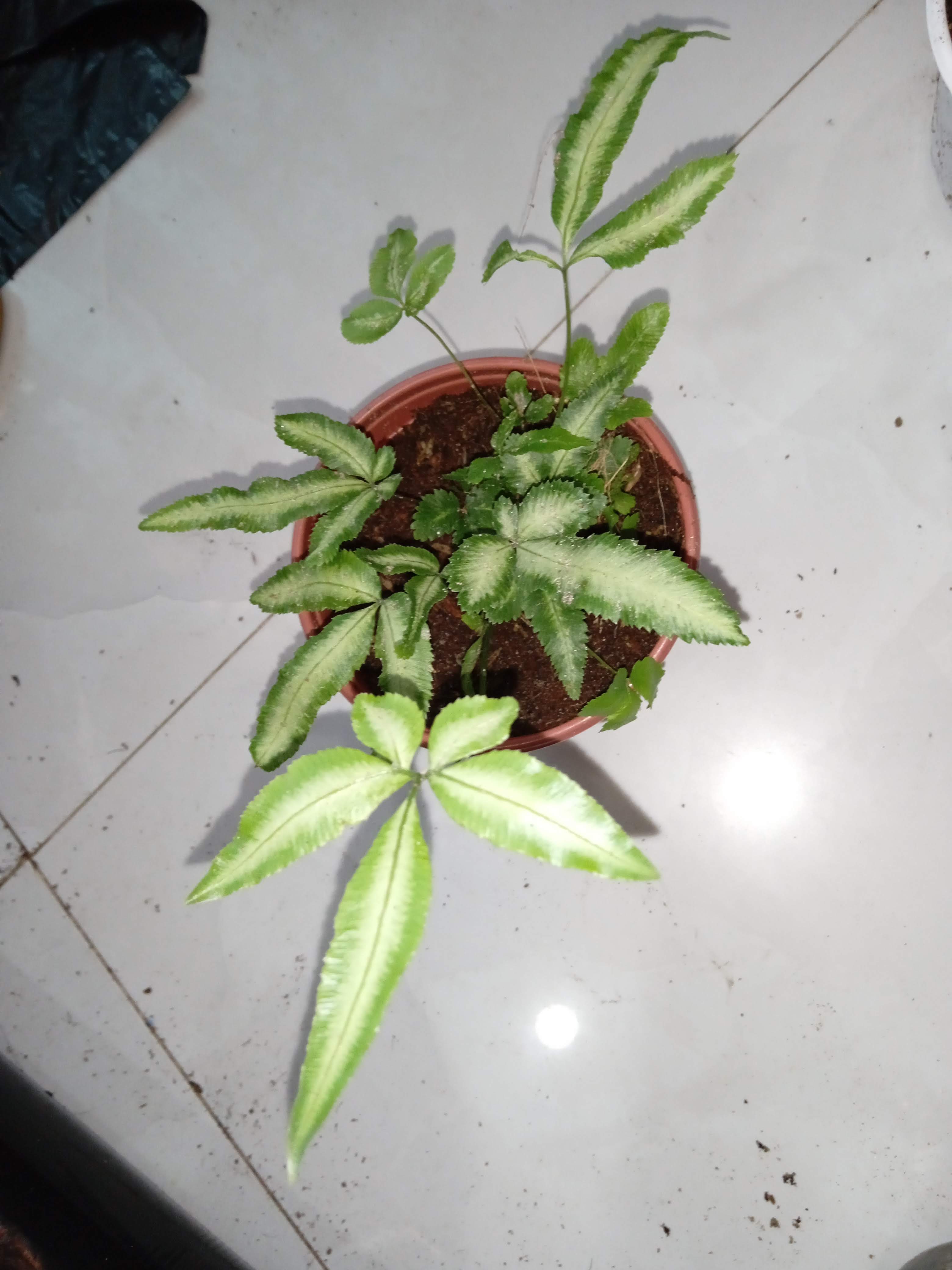 Dương xỉ cẩm thạch bản to