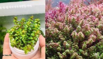 cây thuỷ sinh Rotala Pearl - vảy ốc ngọc trai 15-20 cây