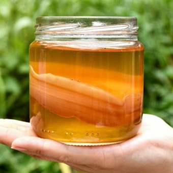 Scoby Kombucha, nấm thủy sâm, con giống làm trà kombucha, trà bất tử