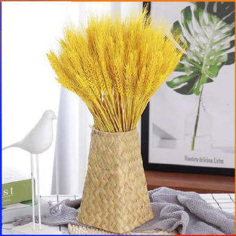 Bó 100 Bông Lúa Mạch Khô Vàng Tài Lộc Trang Trí Nhà Cửa
