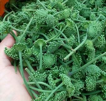 Nụ hoa Tam thất bao tử 100g khô