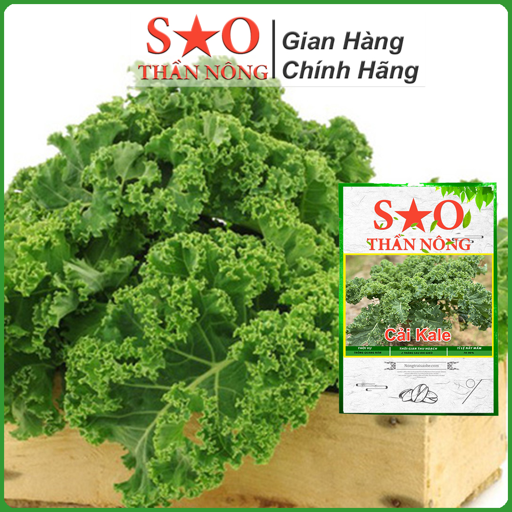 Hạt giống cải Kale xoăn nhanh thu hoạch này mầm cao - Hạt giống rau Sao Thần Nông