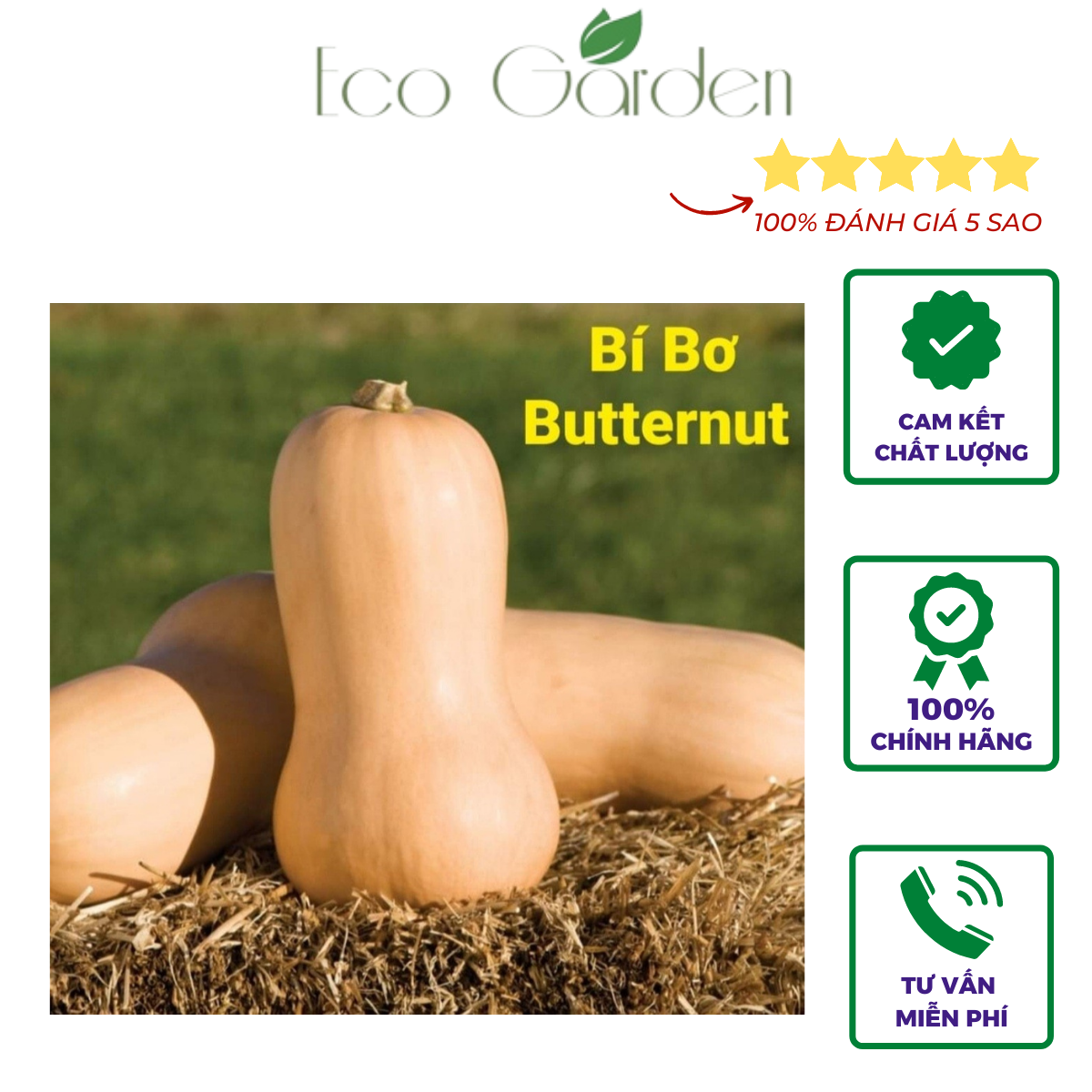 Hạt giống bí bơ Butternut dễ trồng nhập Mỹ - Johnny's Seeds