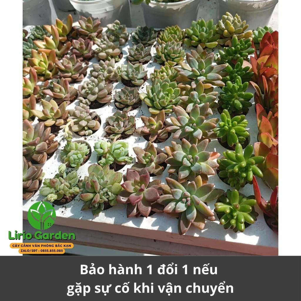 Combo 10 cây sen đá size nhỏ