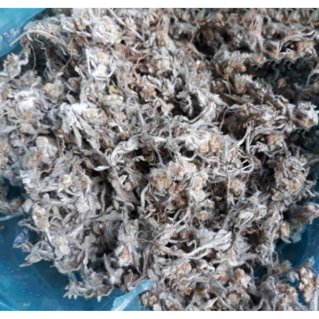 Lá khúc khô nguyên liệu làm bánh khúc và xôi khúc nguyên chất