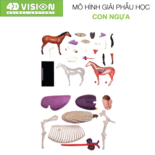 MÔ HÌNH GIẢI PHẪU - NGỰA