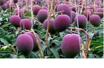 cây giống xoài tím