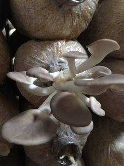 Phôi nấm giống Bào ngư (1 kiện 03 bịch phôi giống)