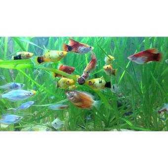 Thức Ăn Cá Jbl Dán Novo Tab (400 Viên)