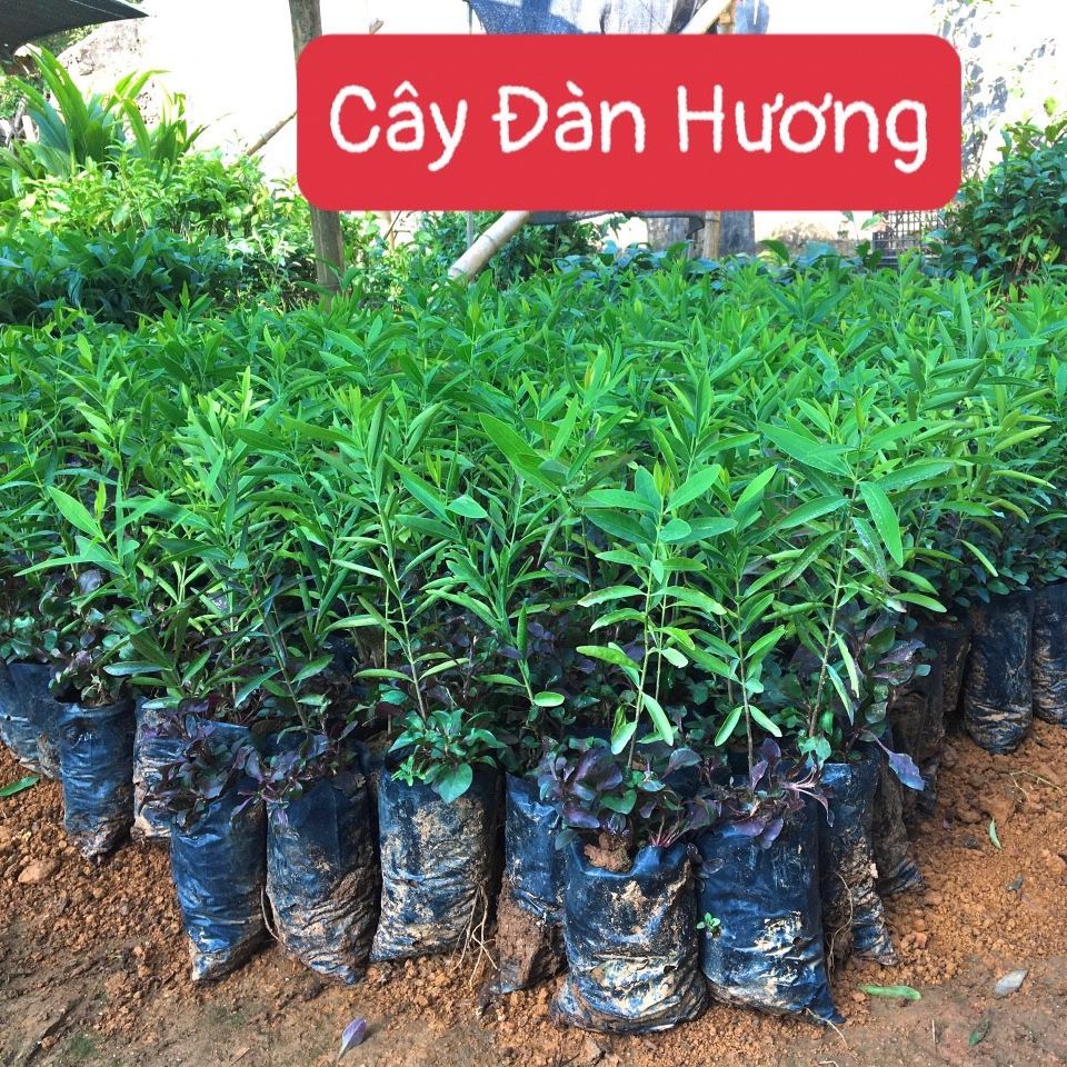 Giống cây đàn hương trắng ấn độ, cây khỏe cao 30-35cm