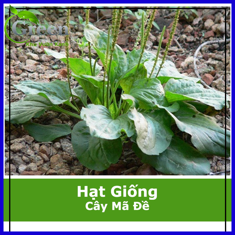 Hạt giống cây mã đề