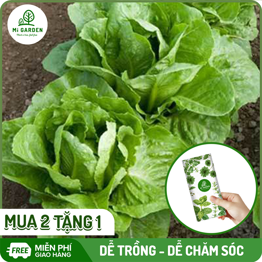 [MUA 2 TẶNG 1] Hạt giống Xà Lách Romaine Xanh Mi Garden, hạt giống mới, bảo quản kỹ, tỉ lệ nảy mầm cao, túi 2G
