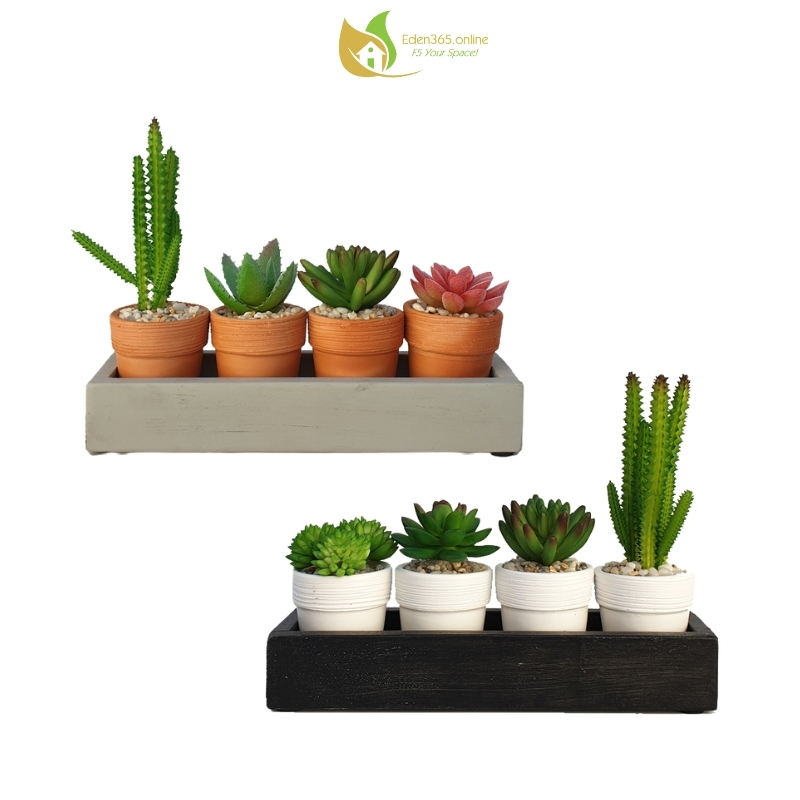 Chậu cây sen đá tiểu cảnh mini để bàn, chậu hoa sen đá với khay gỗ - Quà tặng sinh nhật, bạn bè, đồng nghiệp - Eden
