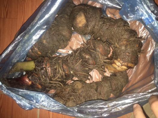 THẤT DIỆP NHẤT CHI HOA ( CỦ RẮN CẮN)