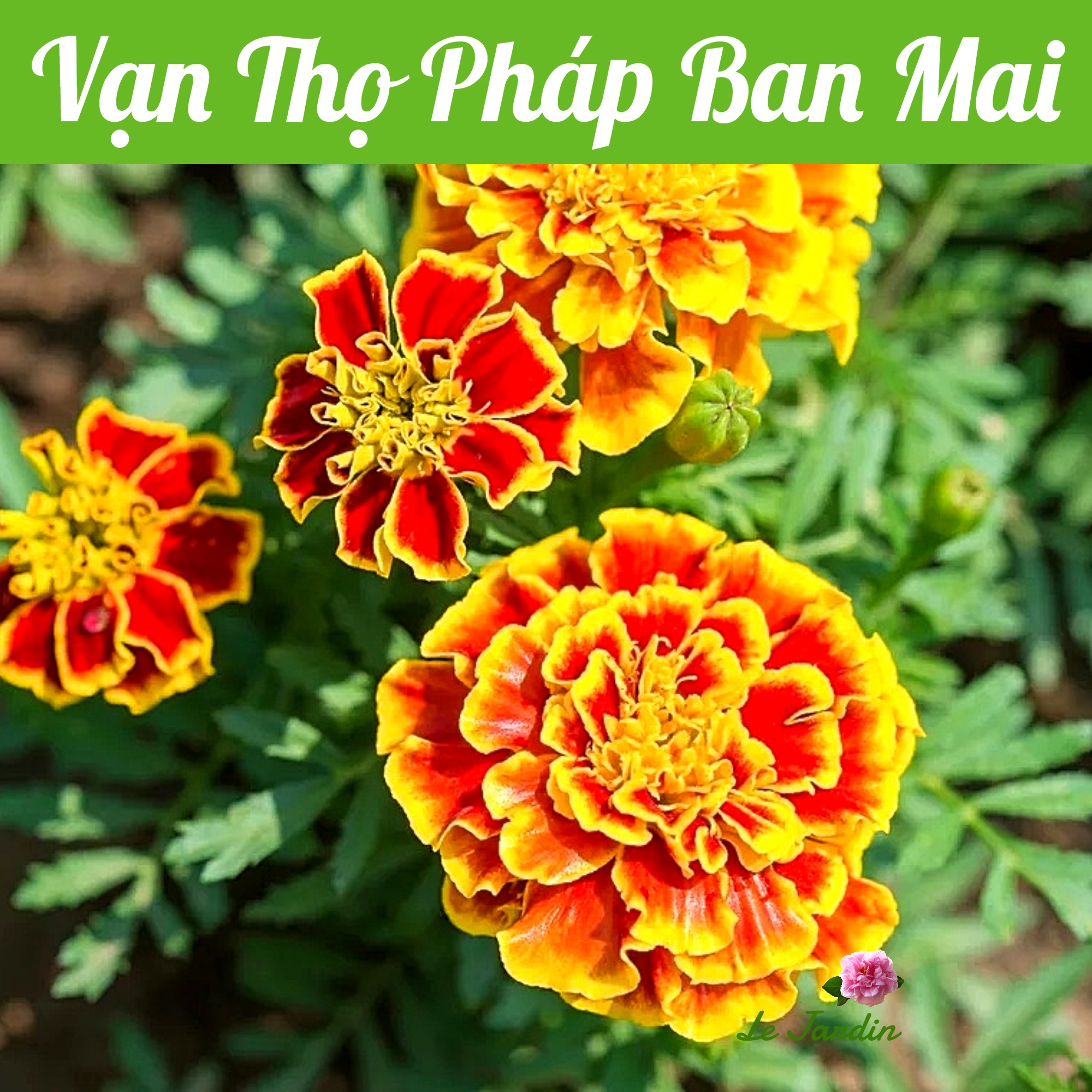 Hạt giống hoa vạn thọ pháp ban mai gói 0,1gr