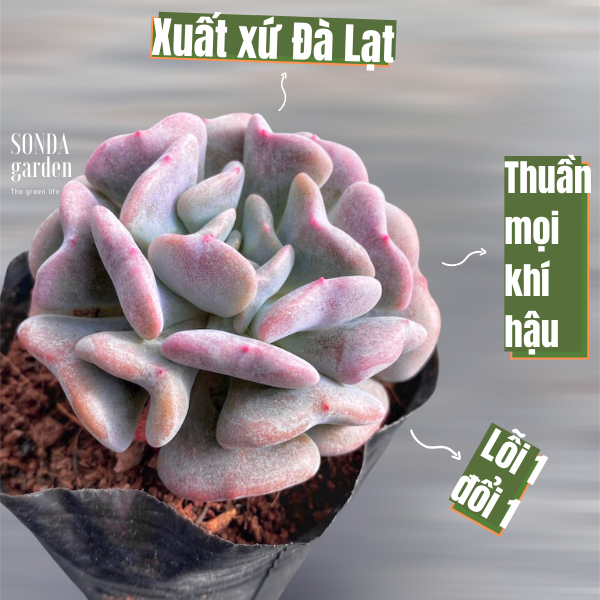 Sen đá cúc tím đà lạt hư 1 đổi 1 siêu cute