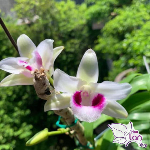 Lan Phi Điệp  *Mua 3 Tặng 1*  Lá Mít Thân Thủ [ Cây Giống ]