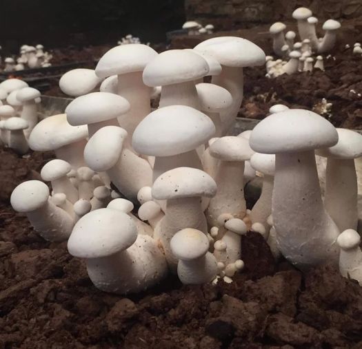 phôi nấm hoàng đế