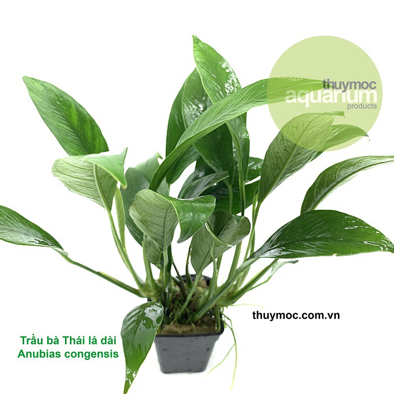 Cây thủy sinh trầu bà thái lá dài - cây ráy, nana lưỡi hổ lá dài thủy sinh
