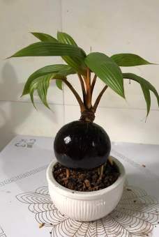 Dừa bonsai Bến Tre, hàng đã sơn pu cho gáo