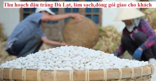 1 kg đậu trắng Đà Lạt nấu chè (loại ngon)