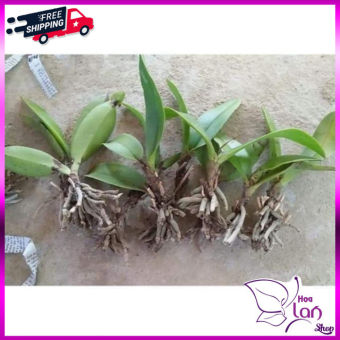 Lan Tiểu Hồ Điệp  *☘️ FREESHIP ☘️* Hồ ĐIệp Rừng [ Cây Giống ]