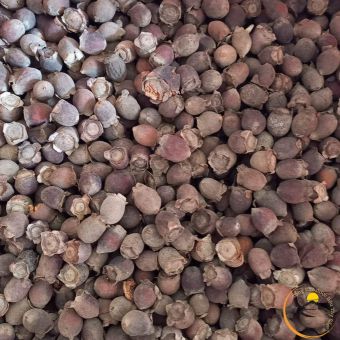 Quả sim rừng khô Tây Bắc ngâm rượu loại 1 (1kg) người dân thu hái, phơi, sấy khô từ sim rừng tươi chín đen