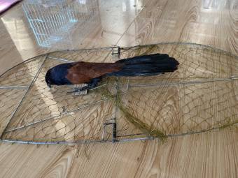 combo mẹt tròn bẫy chim bìm bịp đa năng bẫy rất hiệu quả giá rẻ lưới Thái Lan