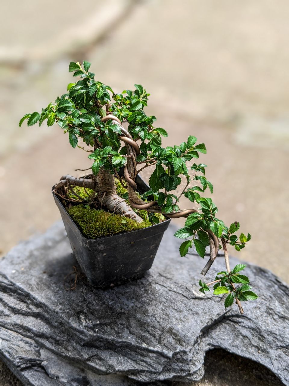 maulbeer bonsai Bonsai-Maulbeerbaum  Bonsai winkel