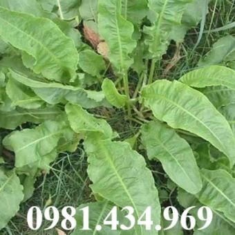 Cây Chút Chít Khô sp5