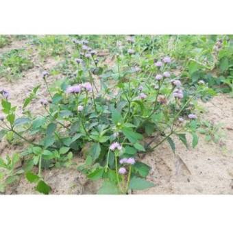 1kg cây cứt lợn khô (hoa ngũ sắc cây cỏ hôi) chhữa viêm xoang