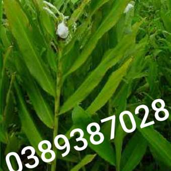 cây ngải tiên giống