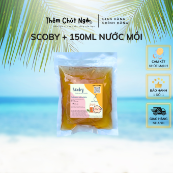 Scoby làm trà Kombucha, con giống kombucha kèm 150ml nước mồi, con giống làm trà Kombucha