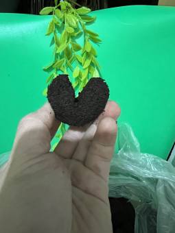 10 Mút ươm kie hữu cơ LOẠI TO dành cho hoa lan phi điệp Peatmoss Hà Lan