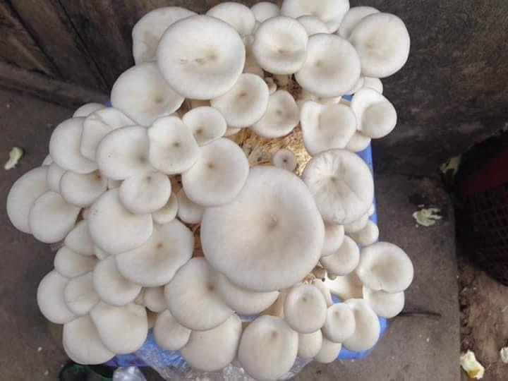 Phôi nấm Sò thái