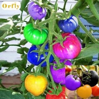 Orfly 100 hạt giống cà chua cầu vồng hạt giống rau hữu cơ nhiều màu dành cho vườn nhà - INTL