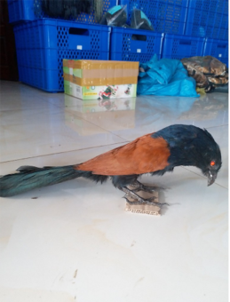 chim bìm bịp mồi giả bơm keo sử lí hooc môn thoải mái sử dụng