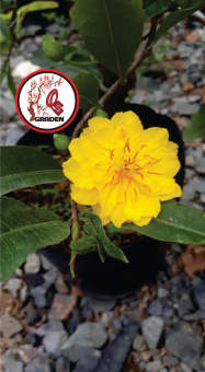 Hoa mai cúc thọ hương cây giống chuẩn chơi tết