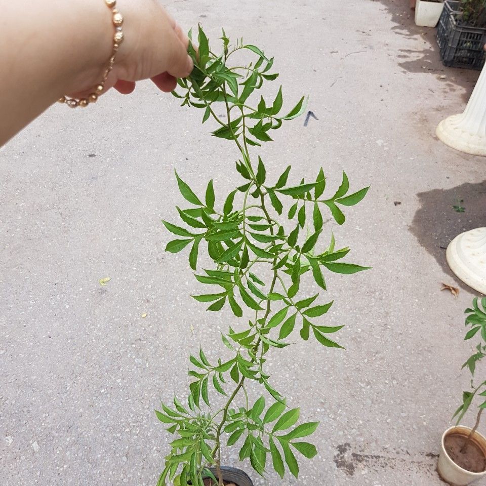 Hoa leo tiêu nương hoa đẹp dễ chăm - Cây trưởng thành