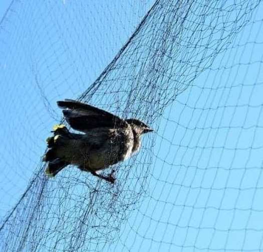 Lưới tàn hình lưới bẫy chim đêm 7 phân cao 8m dài 50m sợi 2.0 loại 4 dây 3 túi bẫy re giun cò quốc hoa mắt đỏ mắt xéo chằng nghịch tu hú