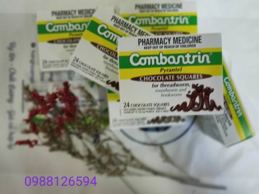 Kẹo socola tẩy giun Combantrin Chocolate Squares 24 của Úc