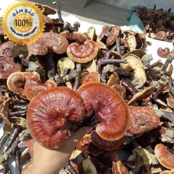 Nấm linh xanh - Nấm linh chi