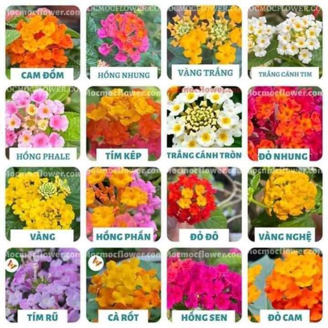 Cây hoa ngũ sắc- trâm ổi (loại đứng)- Hoa kiểng Nguyễn Lộc- Cây giống chất lượng cao