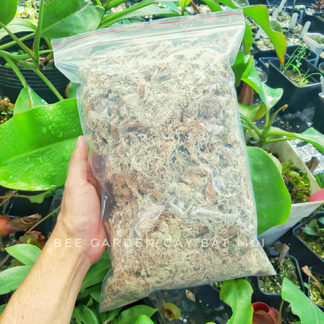 Dớn trắng, dớn mềm Việt Nam dùng để trồng lan, cây bắt mồi và các loại cây kiểng