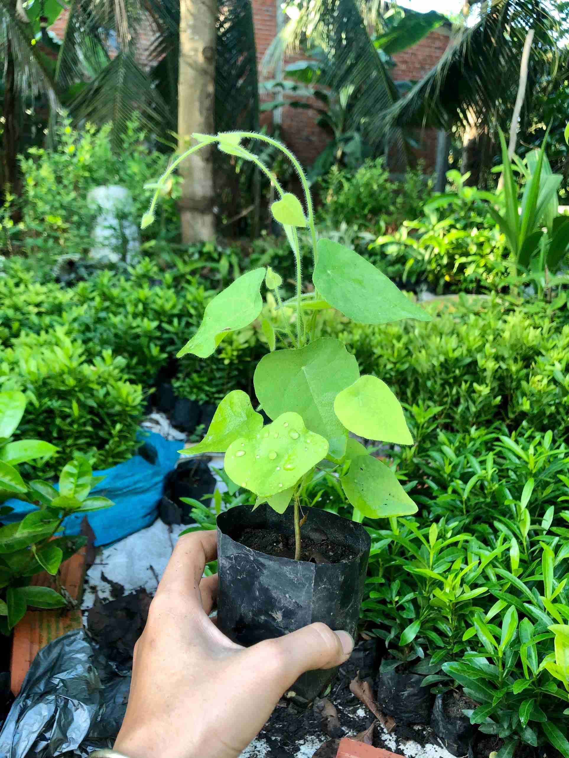 Combo 5 bầu cây giống sương sâm lông , boiboi.organic, cây trong bầu đất, rễ mạnh